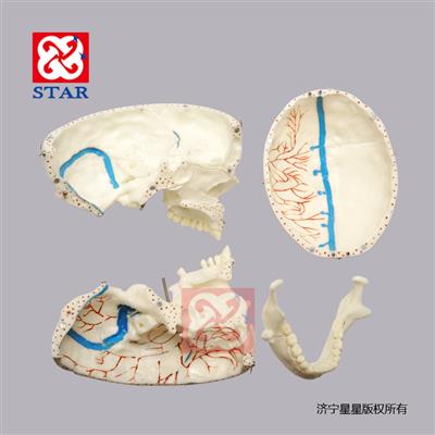 M5008可拆分，有上頜竇膜
